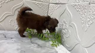 ハーフ犬の動画01