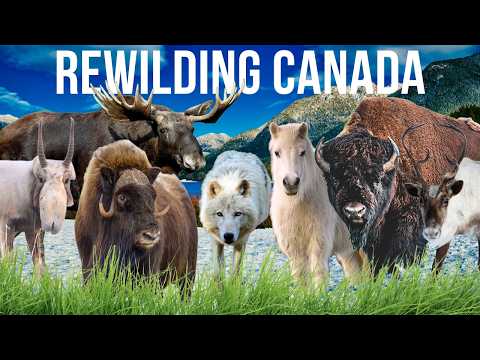Kanada wiederbeleben: Die arktische Serengeti wiederherstellen