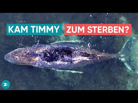 Video Thumbnail: Gestrandeter Wal „Timmy“: Rettung in Wismarer Bucht läuft weiter