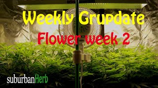 White Widow Cannabis Grow. What to do week 2 flower. suBurBan heRb's weekly grow update.