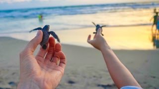 RELEASING BABY TURTLES
