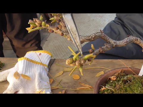 園芸 背の低い藤