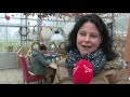 Tweede leven voor kippen uit de bio-industrie in Lelystad.