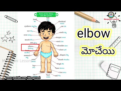 Learn a word a day, Word - elbow