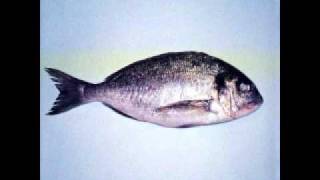 Clepsydra - Travel of Dreams (II)