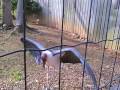 Miles S Zoo Safaris Marabou Storks