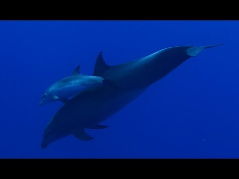 12 Stunning Videos of Life Beneath the Waves