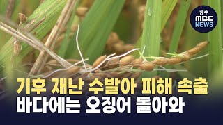 [강원영동]기후 재난 수발아 피해 속출, 바다에는 오징어 돌아와 (뉴스투데이 2026.1.1 광주MBC)