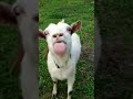 Funny goat | funny | Try not to laugh