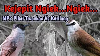 Download lagu Kejepit Ribut Ngiek...Ngiek...Burung Trucukan Vs Kutilang mp3 Download lagu Kejepit Ribut Ngiek...Ngiek...Burung Trucukan Vs Kutilang mp3