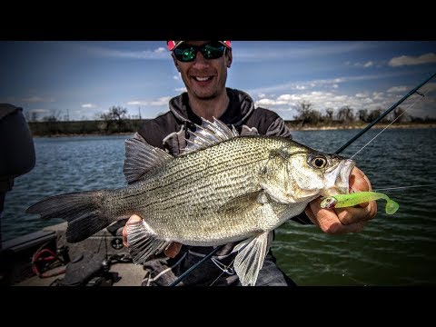 White Bass: Everything You Need to Know