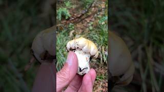 アンズダケ Chanterelles #Shorts
