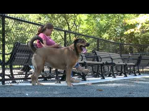 Branch Brook Dog Park