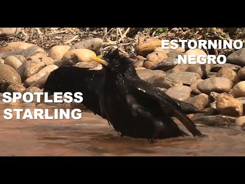 ESTORNINO NEGRO | SPOTLESS STARLING | Sturnus unicolor
