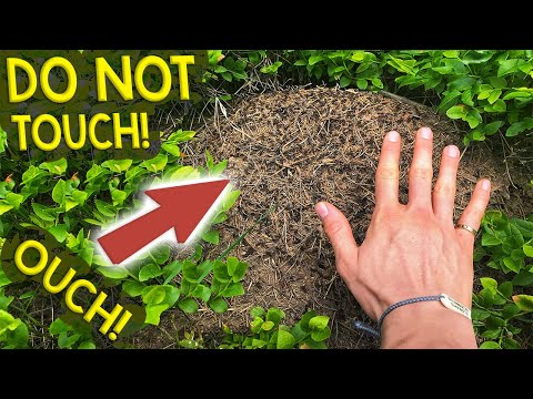 download lagu mp3 mp4 Ants Germany, download lagu Ants Germany gratis, unduh video klip Ants Germany