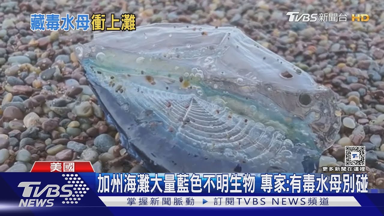 加州海灘大量藍色不明生物 專家:有毒水母別碰
