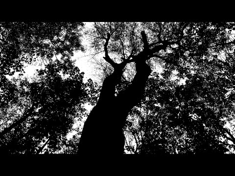 Tree blow #22 Tech house mix 2024, 132 BPM, 18 songs