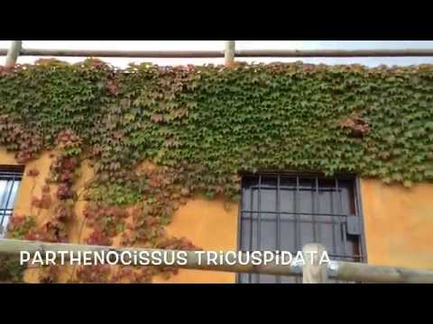 Parthenocissus tricuspidata veitchii. Garden Center online Costa Brava - Girona.