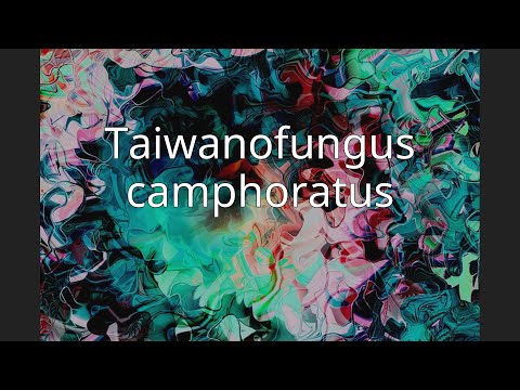 Taiwanofungus camphoratus