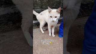 say hi #cat #pet #kitty #kitten 