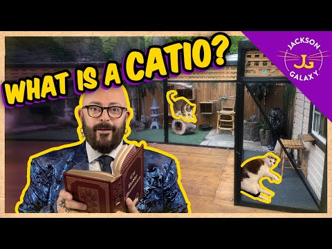 What is a Catio? | Cat Daddy Dictionary