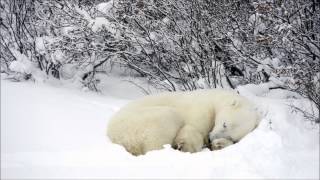 Dear Reader - Great White Bear (SizzleBird Remix)