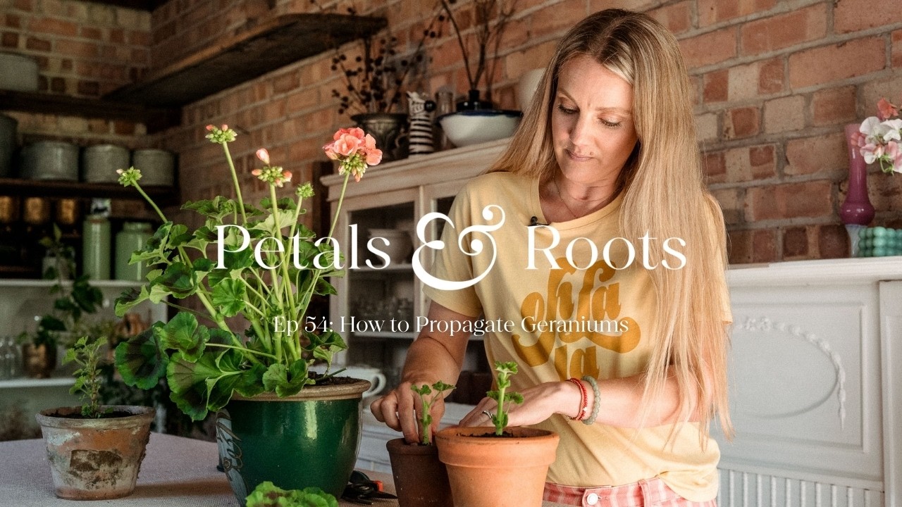 How to Propagate Geraniums | Petals & Roots: Episode 54 - YouTube
