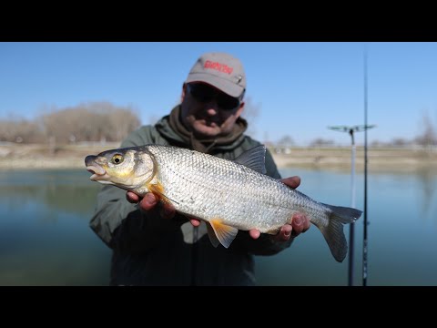 Feederom na nosaće i plotice - kanal HE Donja Dubrava / 4k