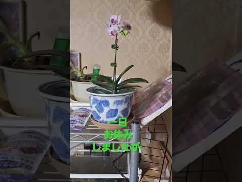 蘭を活性化させるアジアの秘訣は何でしょうか？永遠に開花する極東の魔法  庭園