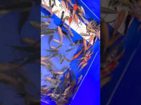 1500 x Baby Koi - Culling - 7/8 month old fry from 2020 - Koi Fish For Sale 🎏🐠🔥