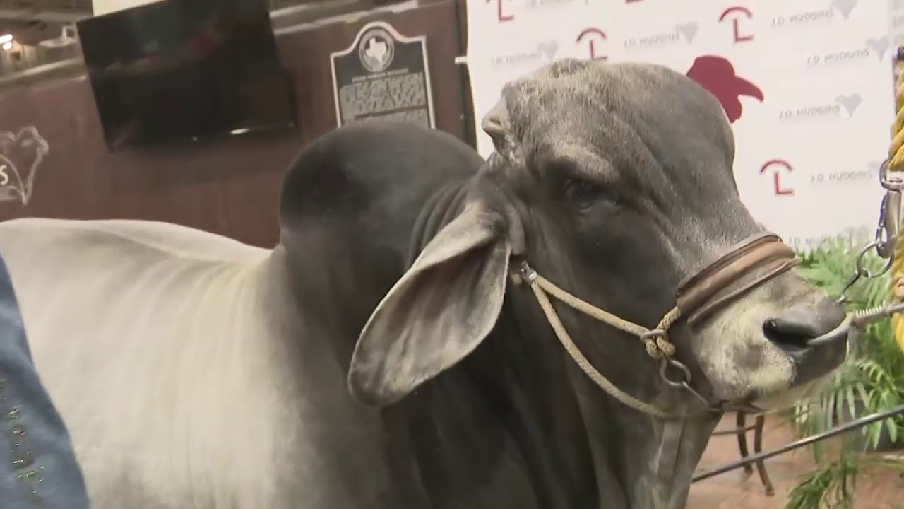 Cattle ranchers, dignitaries from around the world in town for Houston Livestock Show and Rodeo.