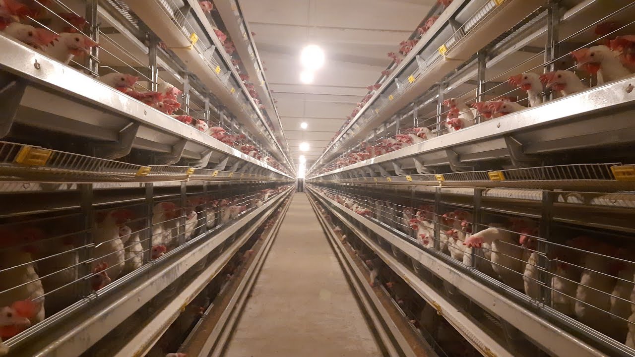 AUTOMATED BATTERY CAGE SYSTEM | High tech Battery Cage Poultry Farming | Egg Layer Chicken Farming .