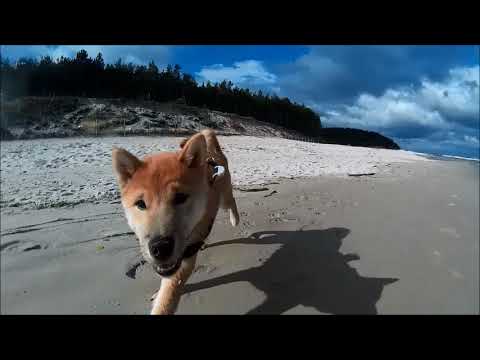 Shiba inu on the beach