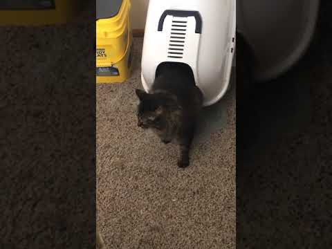 Cat uses Litter Box like a Lunatic