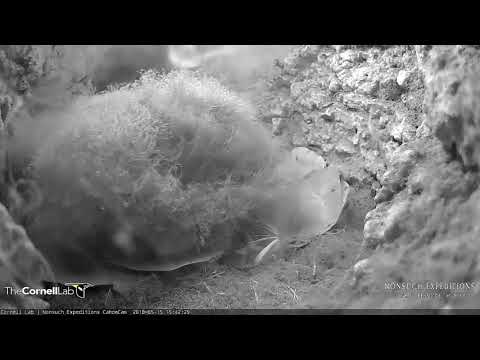 Health Check Audio, May 15, 2018 | Bermuda Cahow Cam