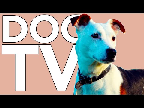 DOG TV: 8 HOURS of Fun and Entertaining TV for Dogs!