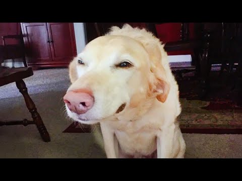 Quand vous vivez avec le chien le plus coupable mais toujours le plus mignon de tous les temps.