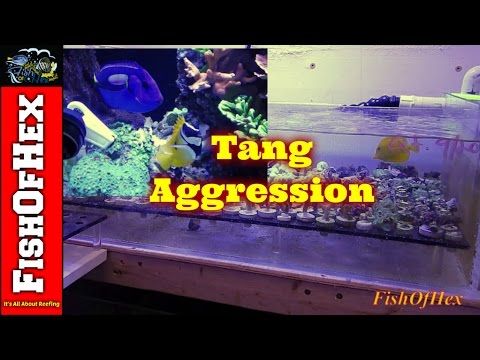 Come fare la prevenzione da parassiti in un organismo I vermi strisciano a che il sogno