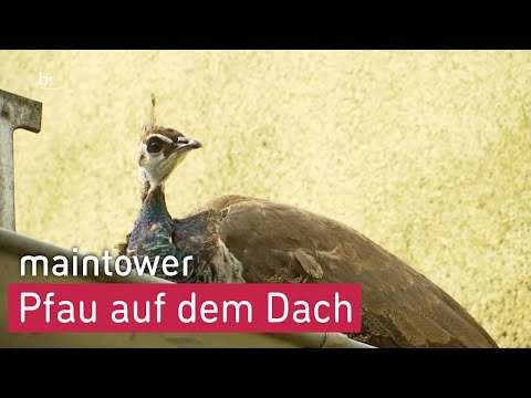 Da sitzt ein Pfau auf dem Dach – Neuer Mitbewohner in Karben | maintower