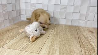 ハーフ犬の動画01