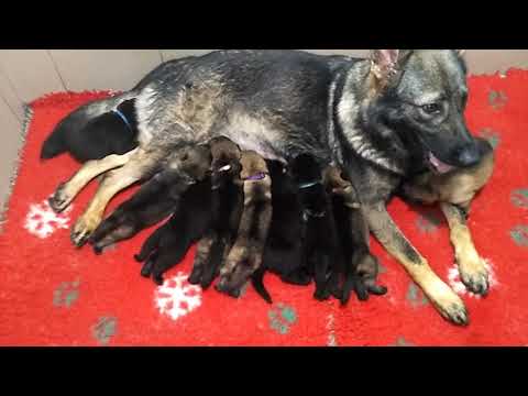 Vrh"O" 2. týdenní štěňátka - Karo z údolí Úpy x Kira Filko Morava