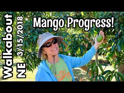 Walkabout NE (Mango Progress!!)- March 15, 2018