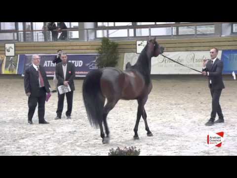 N.93 HLA CHEVAL - DEAUVILLE 2015 - Stallion 4-7 years old (Class 10)