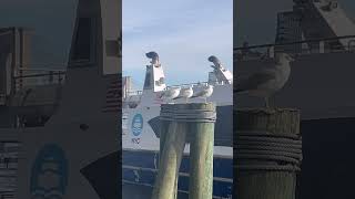 わかってないカモメ達…