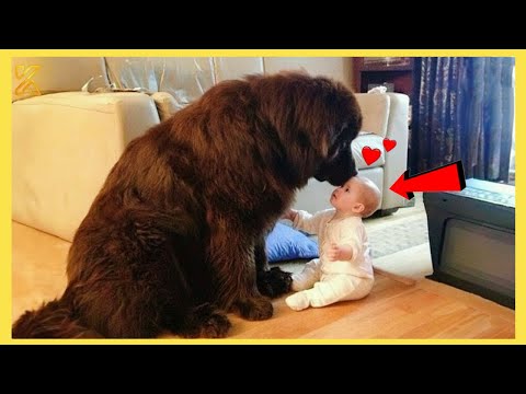 Cutest Giant Dogs Protecting Babies Like Their Own Puppies 🤣 Funniest Dog Reactions!