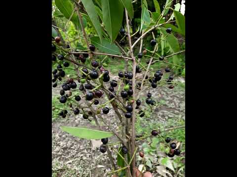 Natural BLACK JAMUN FRUITS ( java plum )  Eating in my village