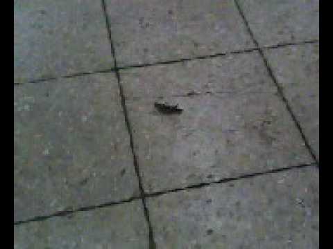 One Legged Grasshopper Continues to Jump Around Despite Hardships.