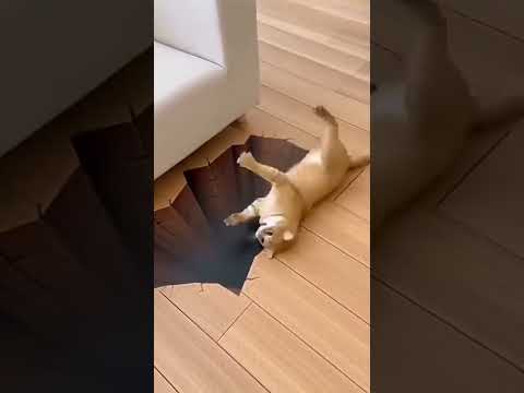 Heeeeeelllllllpppppppppppppppppppp.......... #cat #catlovers #catvideos #cats #catshorts