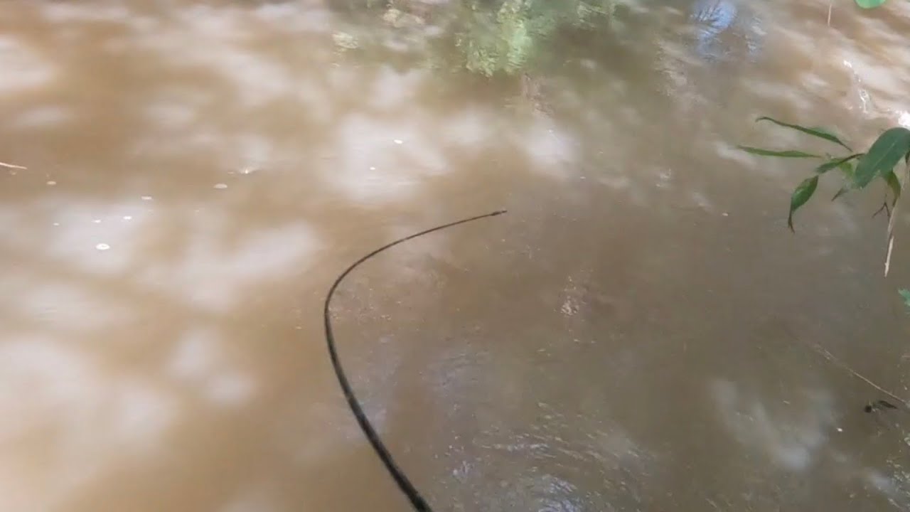 VOCE NÃO VAI ACREDITAR O QUANTO TEM PEIXE BRUTO NESSE RIOZINHO😰😨