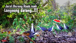 Download lagu JEBAKAN BURUNG RUAK RUAK menggunakan racik gantung mp3
